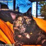 Georgianna Rowe Profile Picture