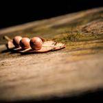 Giles Bergnaum Profile Picture