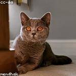 Bulah Brown Profile Picture