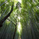 Chase Heathcote Profile Picture