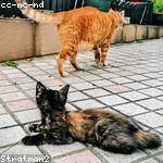 Alexie Farrell Profile Picture