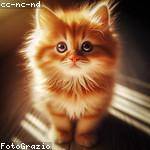 Olaf Wisoky Profile Picture