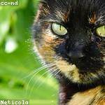 Mikel Johnston Profile Picture