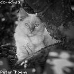 Yoshiko Fisher Profile Picture