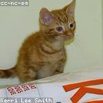 Arvel Macejkovic Profile Picture