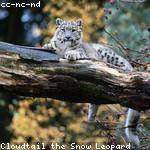 Virginie Mohr Profile Picture