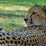 Loma Considine Profile Picture