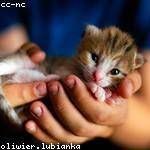 Burley Von Profile Picture