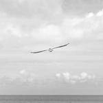 Adell Skiles Profile Picture