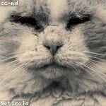 Shea Rippin Profile Picture