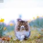 Orin Johnson Profile Picture