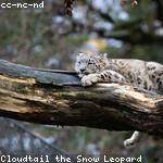 Lowell Green Profile Picture