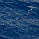 Chance Herman Profile Picture