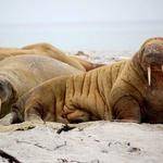 Jazmin Wilderman Profile Picture