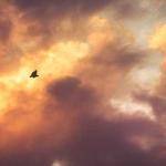 Gabe Fisher Profile Picture