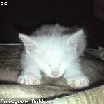 Alayna Lubowitz Profile Picture