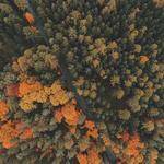 Dylan Altenwerth Profile Picture