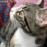 Karlee Cormier Profile Picture