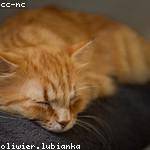 Marianne Turcotte Profile Picture