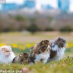 Lonnie McCullough Profile Picture