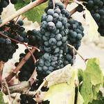 Nathaniel Reichel Profile Picture